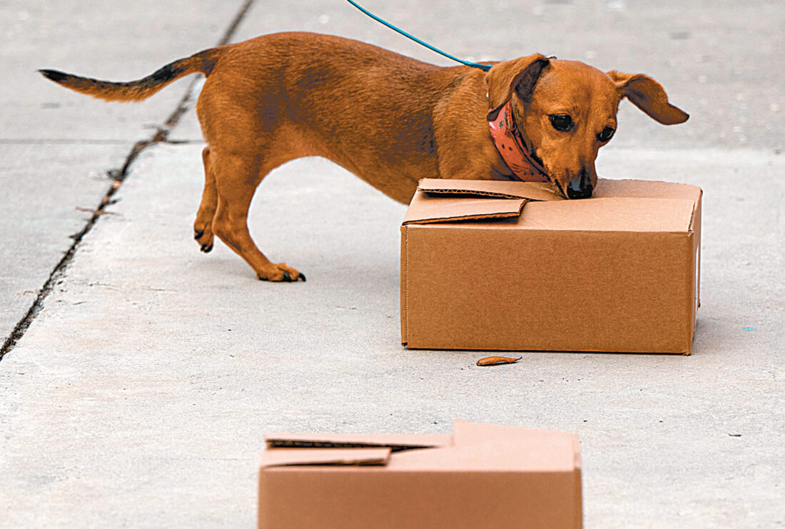 Camaraderie, classes & more: Dog Obedience Club trains canines — and owners